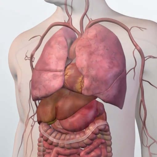 Gastroenterologie